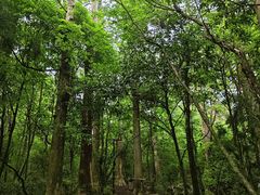 -天目山大树王景区