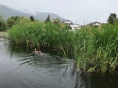 -大理洱源西湖景区