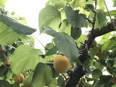 -意大利农场度假村
