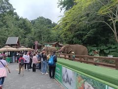 -西双版纳原始森林公园