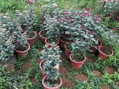 -三圣花乡旅游区