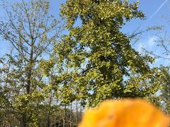 -汉长安城未央宫国家考古遗址公园