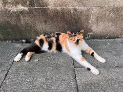 -西园寺