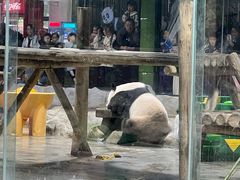 -栾川竹海野生动物园