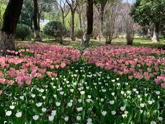 -上海鲜花港