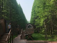 -黄海国家森林公园