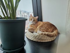 -猫音日语留学培训