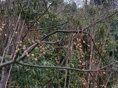 树-上海海湾国家森林公园