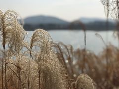 -羊山湖公园