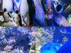 -太平洋海底世界