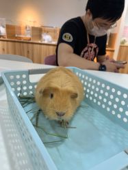 -Moni星球萌宠·小马宝莉·灵蛇·高端高阶全萌宠互动体验俱乐部(红豆国际广场店)