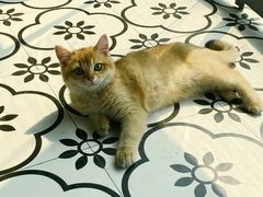 -春莱·老挝冰咖啡·泰式奶茶(柯桥万达店)