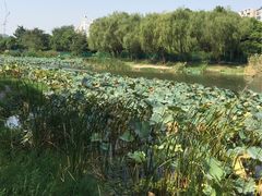 -新江湾城公园