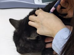 -全心全意连锁动物医院·特色中医诊疗(会城门分院)