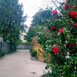 -樱木町·日式头皮管理中心