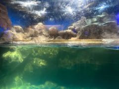 -芜湖新华联大白鲸海洋公园