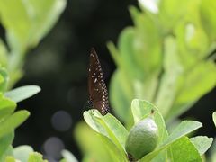 -莲花山公园