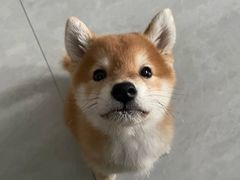 -凯瑞希宠物医院·狂犬免疫·微创·皮肤科