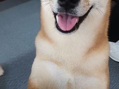 -柴源莊·柴小宠柴犬咖啡