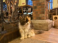 -more than meow吴止猫主题餐厅(承德 中船汇店)