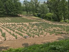 -富田农场