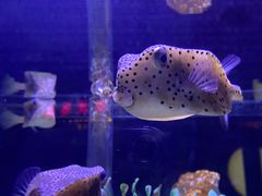 -太平洋海底世界