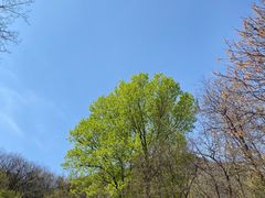 -北京鹫峰国家森林公园