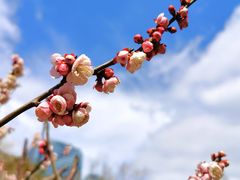 -新虹桥中心花园