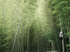 -潜山国家森林公园