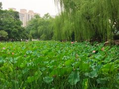 -莲湖公园