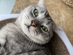 -Catmate·猫肥家润(金润铂宫店)