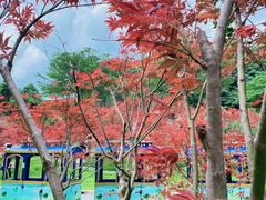 -广州市帽峰山景区