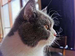 -蓝鲸·缅因猫舍