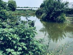 -马陆小张葡萄园农家乐