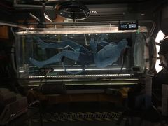 -奥兰多迪士尼动物王国乐园