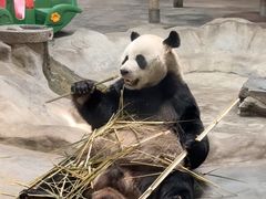 -栾川竹海野生动物园