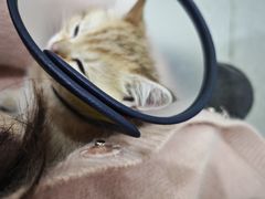 -艾贝尔宠物医院·24H转诊中心·肿瘤猫专科(江宁双龙店)