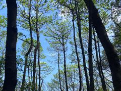 -火炉山森林公园