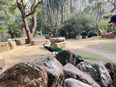 -云南勐巴娜西珍奇园