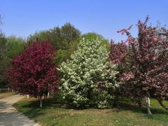 -长白岛森林公园