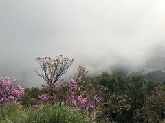 -梧桐山风景名胜区