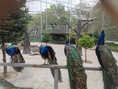 -青峰峡国家森林公园