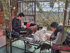 -喵屿·大理花园猫咖