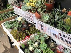 -溪岸路花鸟市场