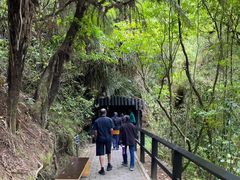 -怀托摩萤火虫洞