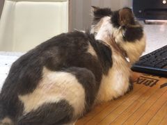 -宠爱国际动物医院·消化内科·心肾内科·ISFM猫友好(望京店)