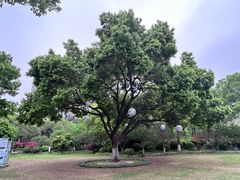 -青枫公园