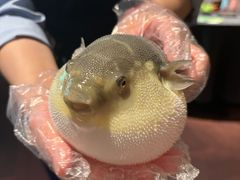 -肆月河豚·淮扬菜·湘菜(华天店)