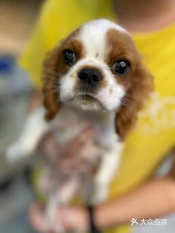 不可不知道的一站式宠物服务店