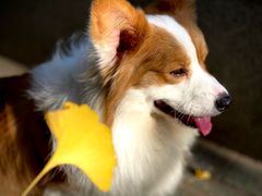 -三圣花乡旅游区